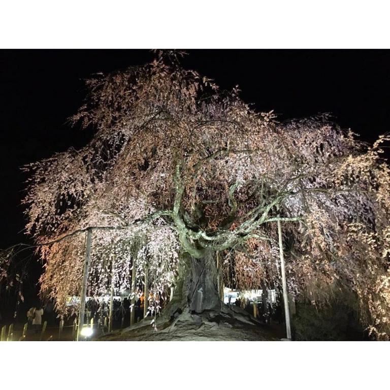 南信州の桜観光スポットのご紹介🌸😊