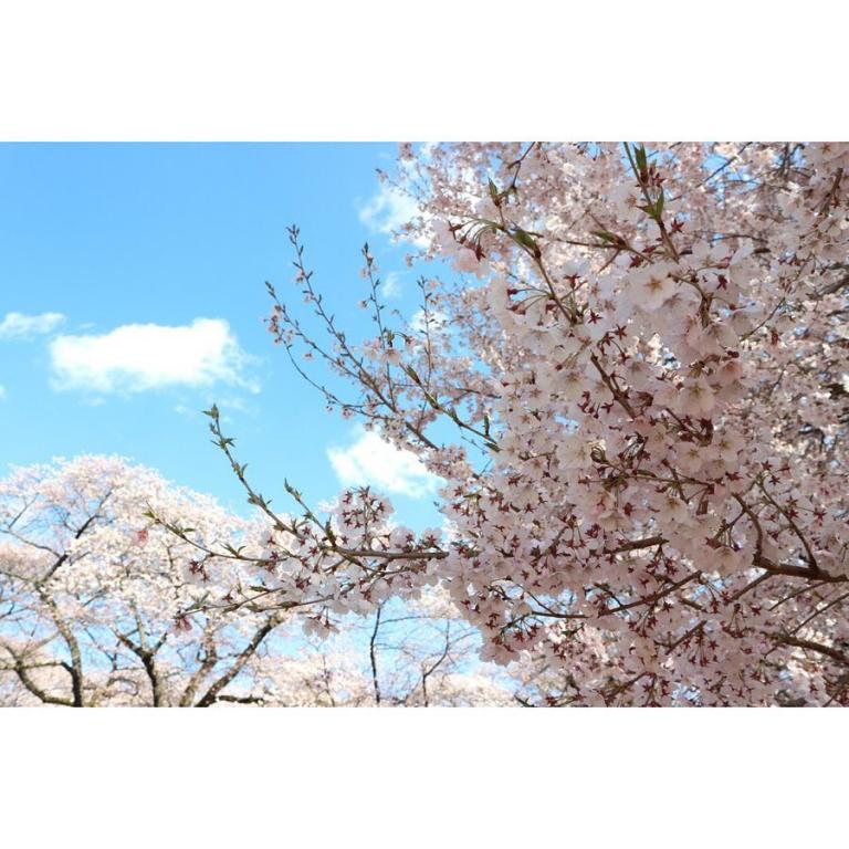 長野県南信州の桜🌸シリーズ第3弾！！😊✨